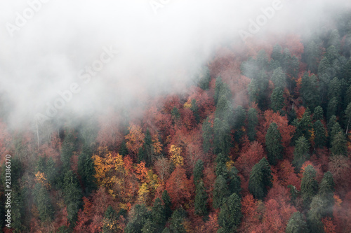 Gęsta mgła obejmuje żółte i zielone jesienne drzewa, widok z góry