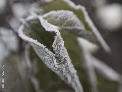 Detail of frozen leaf in nature © Jana