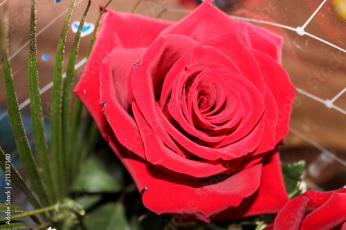 red rose bud
