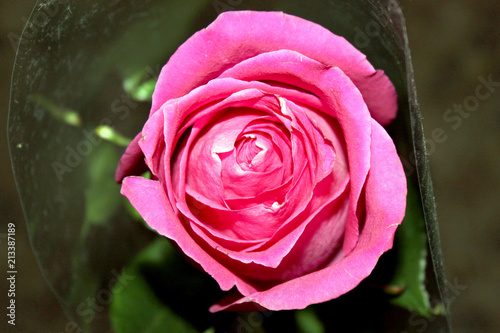 red rose bud