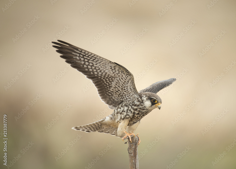 Fototapeta premium Amur Falcon migration straying into Thailand.