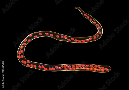 Mansonella ozzardi, a roundworm nematoda that causes serous cavity filariasis and keratitis, 3D illustration shows absence of sheath around the worm and tail nuclei that do not extend to tip photo