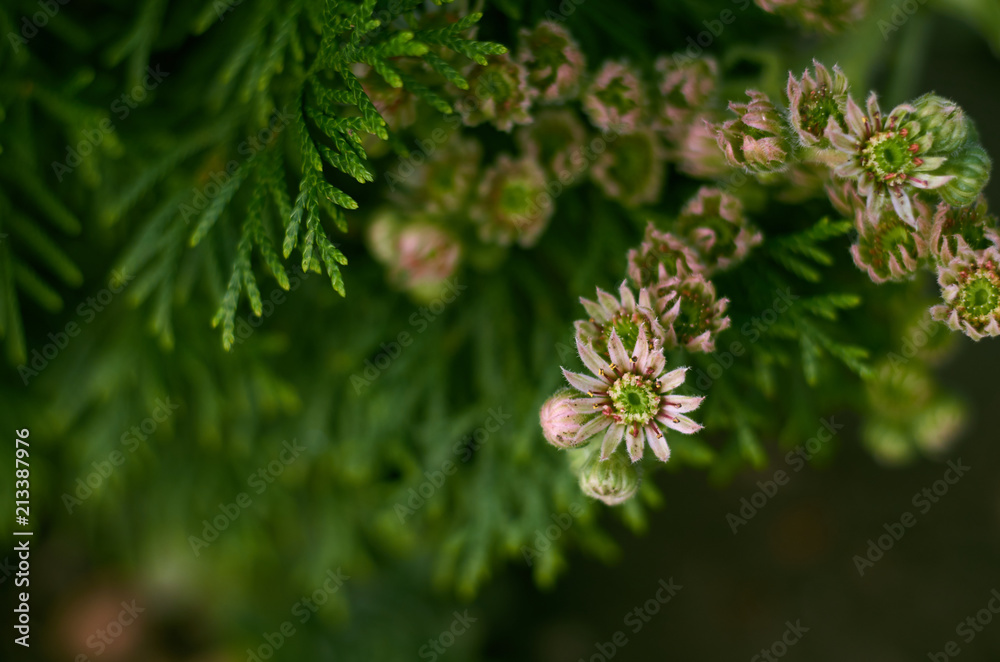 blooming stone rose and twigs of thuja