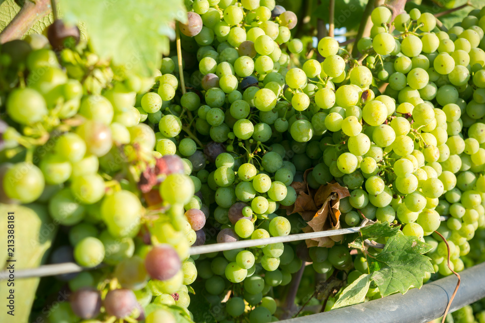 Horizontal View of Close Up of Not Fully Mature Grapes in Plantation Grape in Summer on Blur Background at Sunrise.