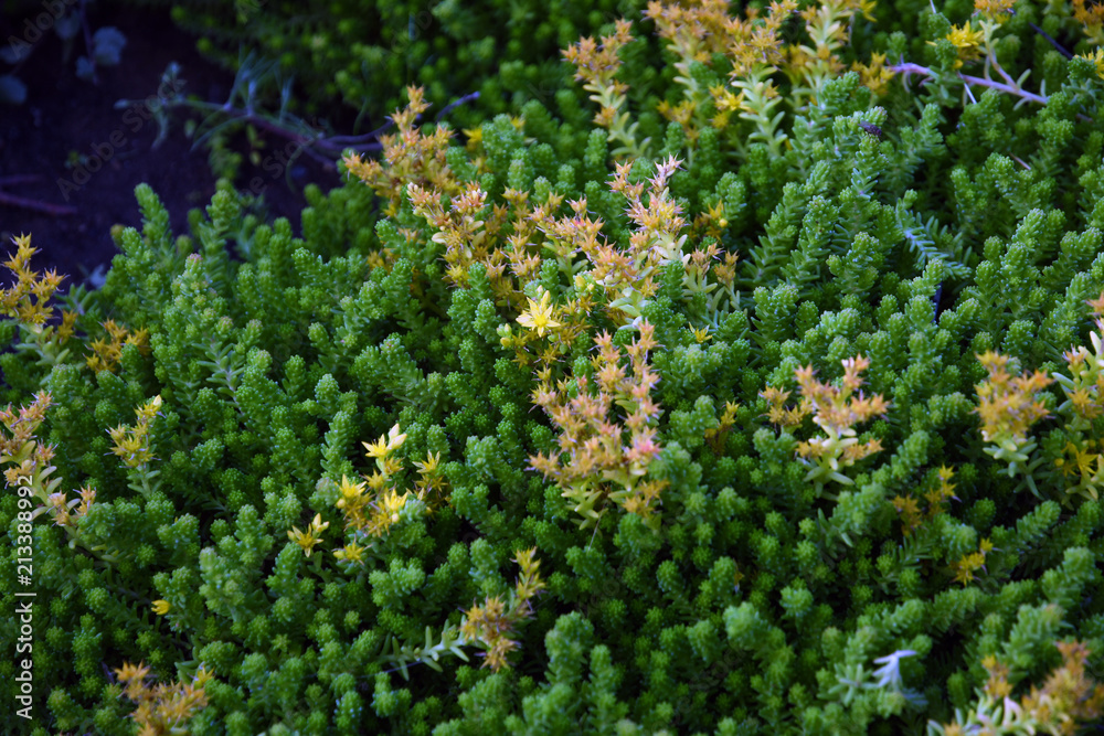 Obraz premium Green plants in a summer garden. Russian nature. Color photo taken at Moscow city public park.