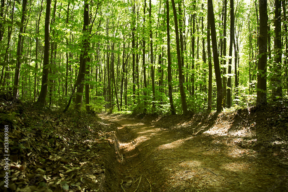 Obraz premium forest landspace