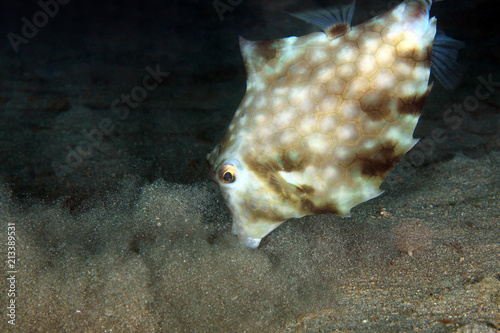 Humpback Turretfish (Tetrosomus gibbosus) Stirring up Bottom Sand in Search for Food. Anilao, Philippines photo