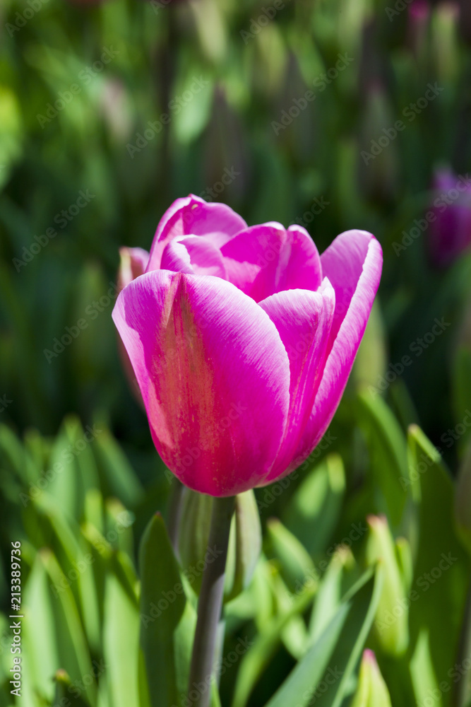 pink tulips background