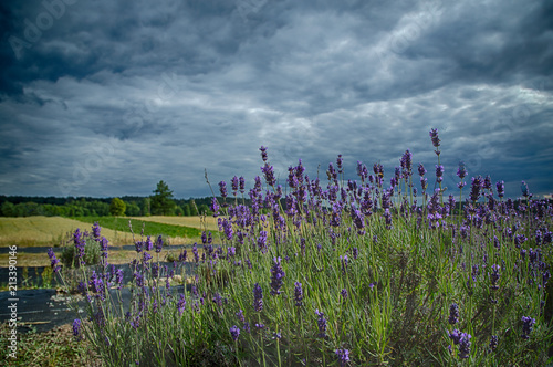 Fototapeta Naklejka Na Ścianę i Meble -  Landscape with bushes of blooming lavender in the foreground