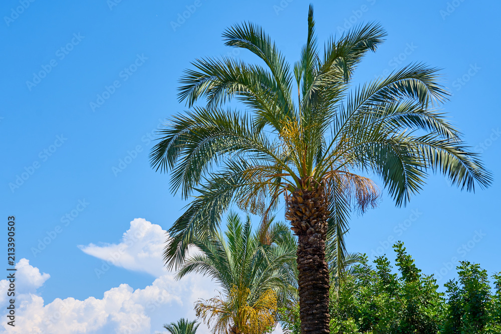 Palm tree against blue and cloudy sky. Copy space for text.