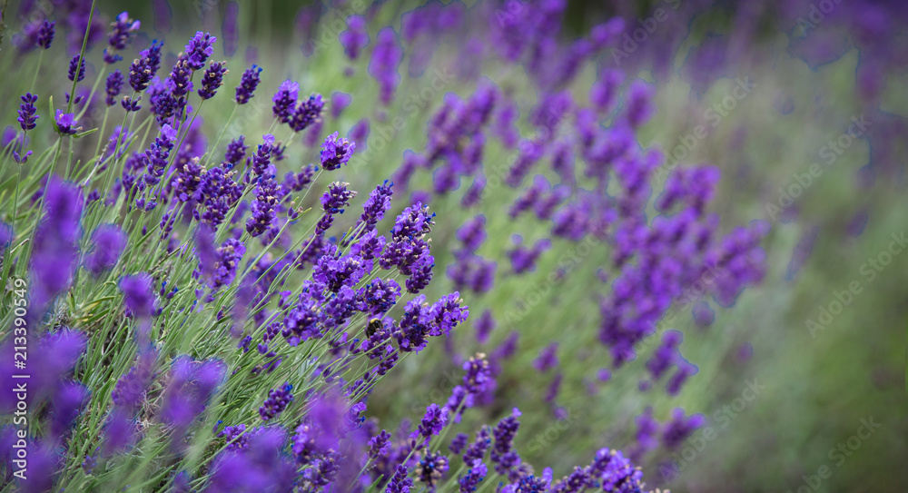 Fototapeta premium Blooming, wonderfully blue and aromatic lavender flowers
