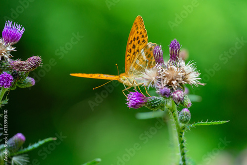 schmetterling,insekt,distel,Tier,natur,pflanze,makro