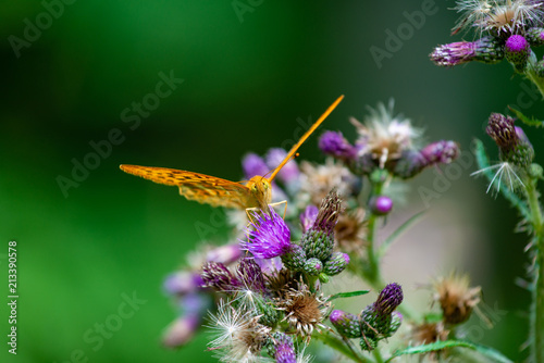 schmetterling,insekt,distel,Tier,natur,pflanze,makro