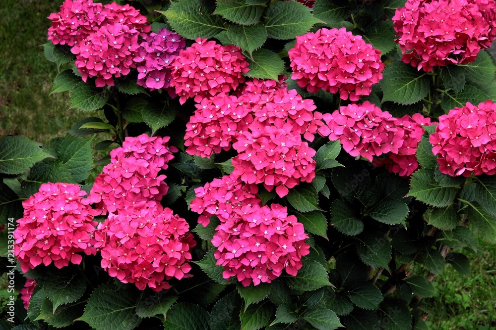 hydrangea bush with multicolor flowers