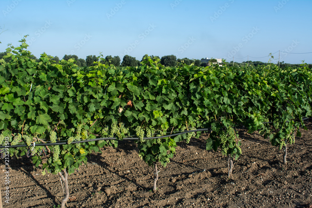  Horizontal View of Plantation Grape in Summer on Blur Background at Sunrise.