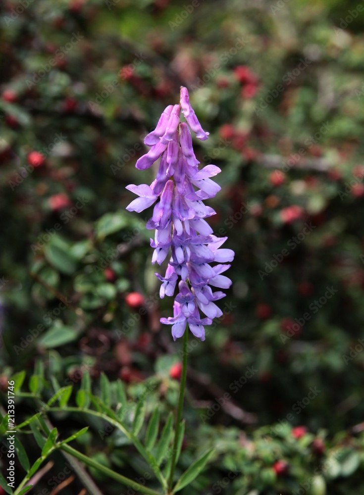Obraz premium lila flowers of wild plant vetch