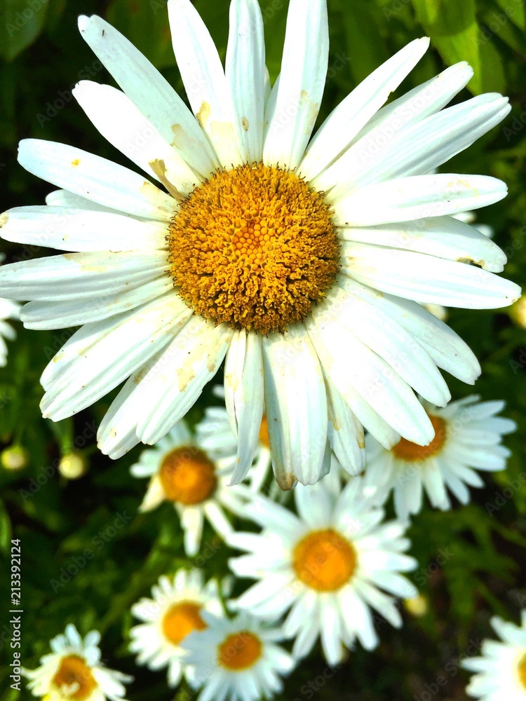 Yellow and white oxeye daisy flowers. Yellow and white oxeye daisy flowers.