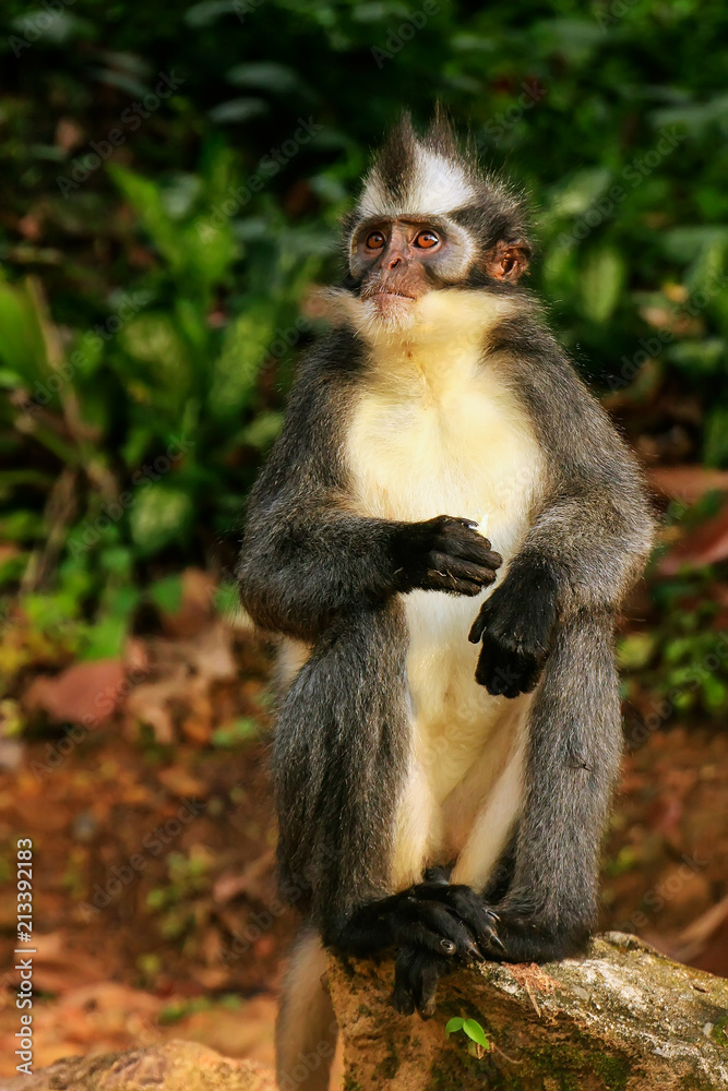 Thomas leaf monkey sitting on the ground in Gunung Leuser National Park, Bukit Lawang, Sumatra, Indonesia