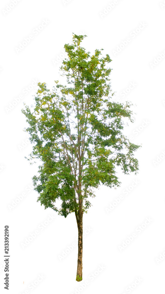 tree isolate White background