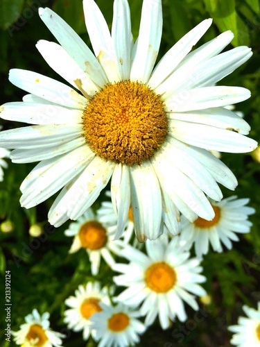 Yellow and white oxeye daisy flowers.