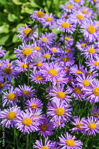 Blooming Alpine Aster (Aster alpinus)