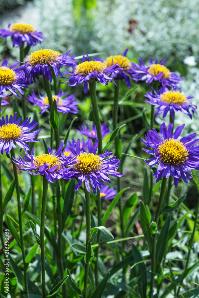 Blooming Alpine Aster (Aster alpinus)