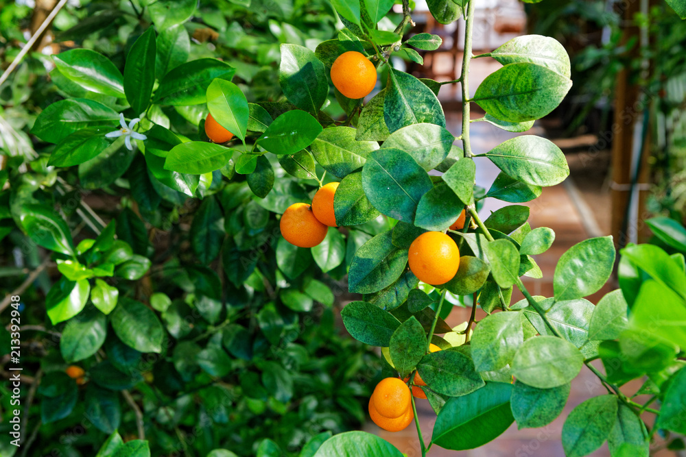 little mandarins on a garden