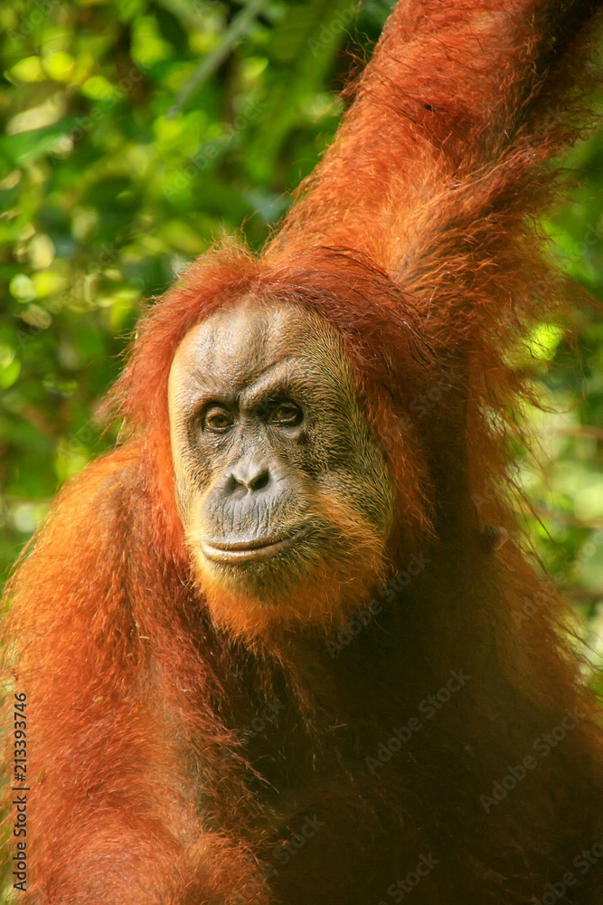 Portrait of a female Sumatran orangutan in Gunung Leuser National Park, Sumatra, Indonesia Portrait of a female Sumatran orangutan in Gunung Leuser National Park, Sumatra, Indonesia