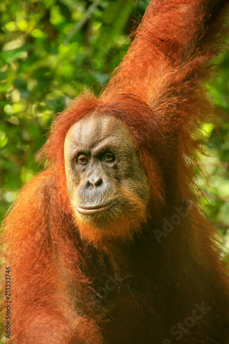 Portrait of a female Sumatran orangutan in Gunung Leuser National Park, Sumatra, Indonesia © donyanedomam