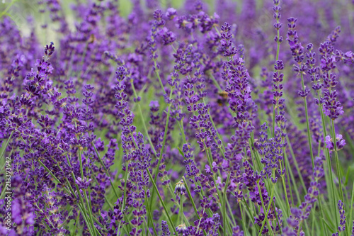 A field of pretty  purple  blooming lavender