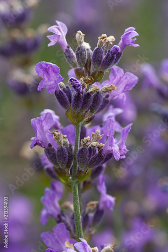 Close-up on a blooming lavender