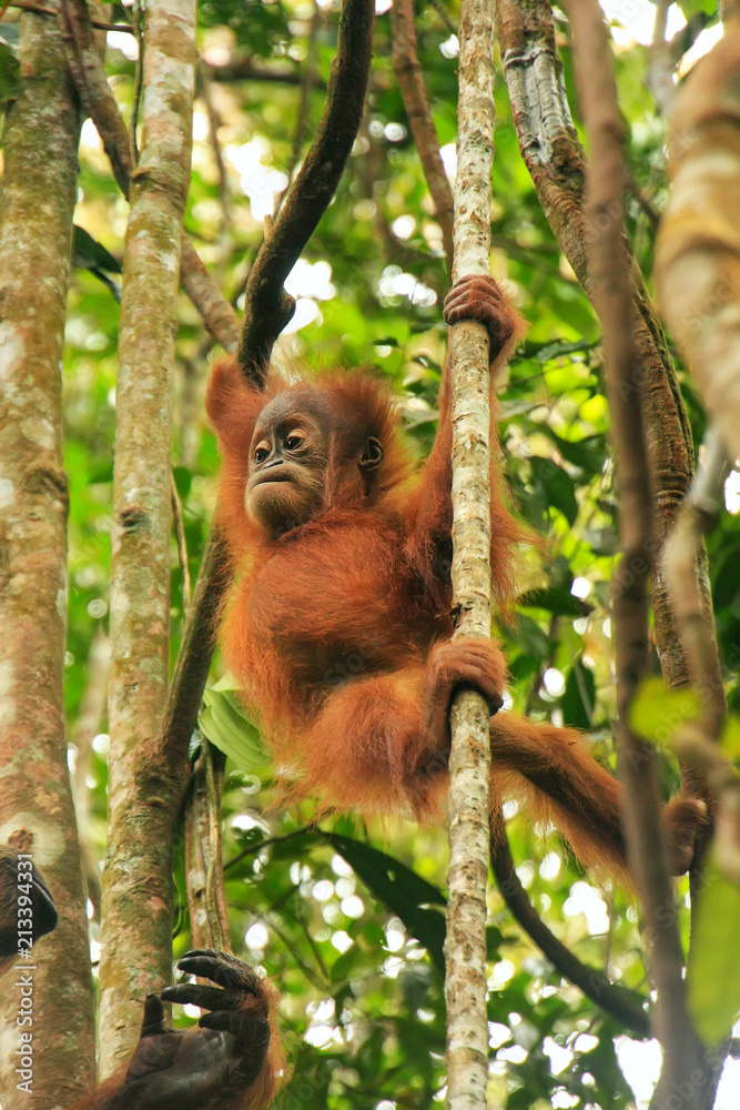 Fototapeta premium Young Sumatran orangutan sitting on trees in Gunung Leuser National Park, Sumatra, Indonesia