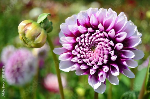 Fototapeta Naklejka Na Ścianę i Meble -  Purple dahlia in the garden