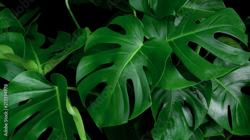 Green tropical leaves Monstera ornamental plant jungle evergreen vine on black background