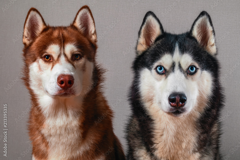 Two Siberian husky dog looking at camera, isolated on gray.