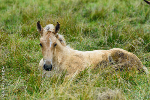 portrait of a horse lying on the grass close up