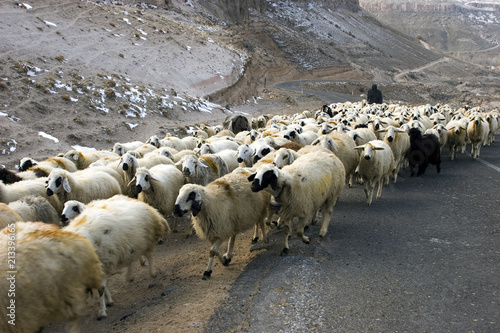 Fototapeta Naklejka Na Ścianę i Meble -  Shepherd with sheep ,Cappadocia, Turkey