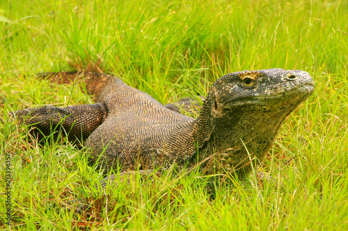 Komodo dragon lying in grass on Rinca Island in Komodo National Park, Nusa Tenggara, Indonesia photo