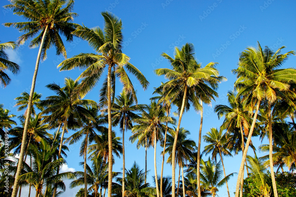 Palm trees agains blue sky in Lavena on Taveuni Island, Fiji