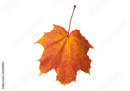 autumn maple leaf on white background  close-up  leaves texture  beautiful nature  yellow-red autumnal background