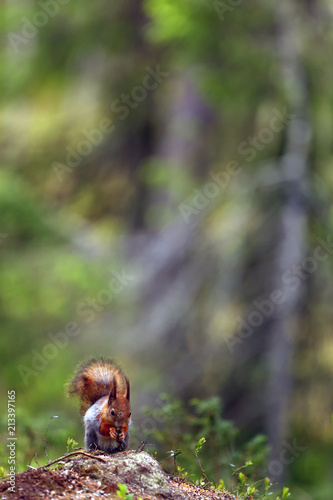 The red squirrel or Eurasian red sguirrel (Sciurus vulgaris) sitting in the scandinavian forest. Squirrel in a typical environment.