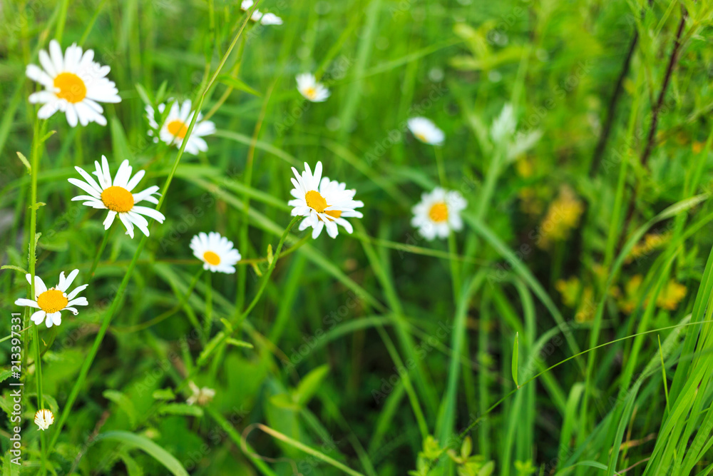 daisies on the summer meadow. summertime blossom daisies on the summer meadow. summertime blossom
