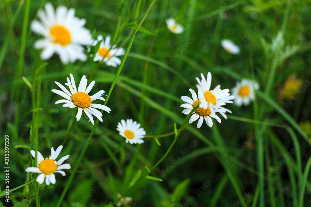 daisies on the summer meadow. summertime blossom daisies on the summer meadow. summertime blossom