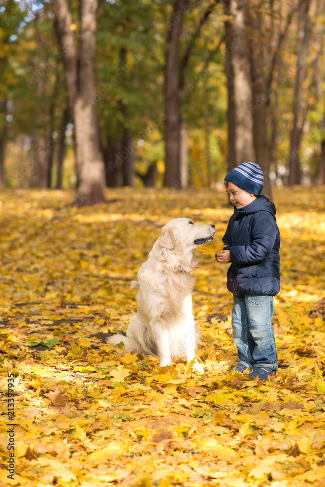 A small boy dressed in jeans and a blue jacket stands with a large white Labrador dog. They are walking in the autumn park. A small boy dressed in jeans and a blue jacket stands with a large white Labrador dog. They are walking in the autumn park.