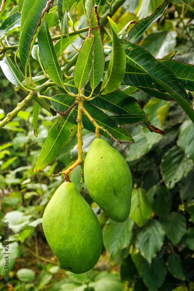 Green mango fruit on a tree