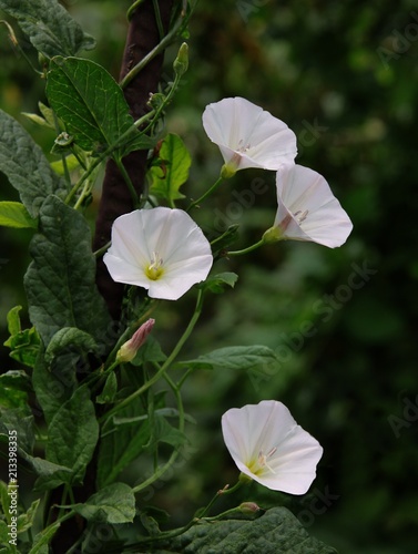 white and pink flower of bindweed plant