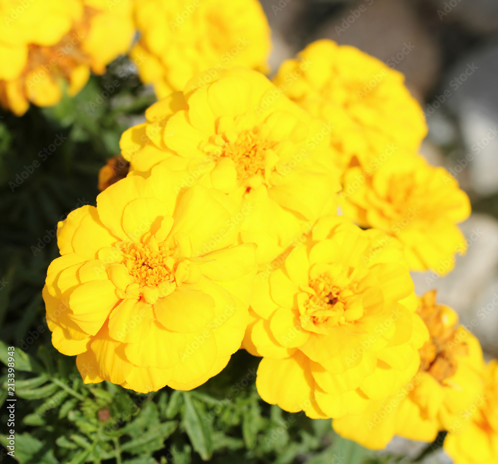 Blossoms of yellow african marigold. They are like small suns. Blossoms of yellow african marigold. They are like small suns.