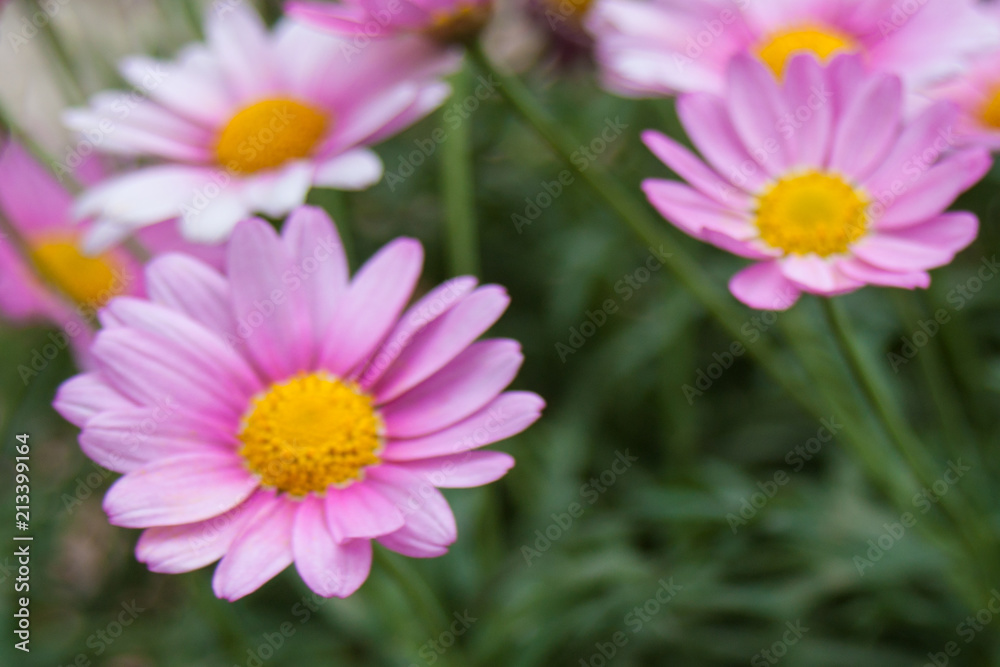 Fototapeta premium Pink Flowers