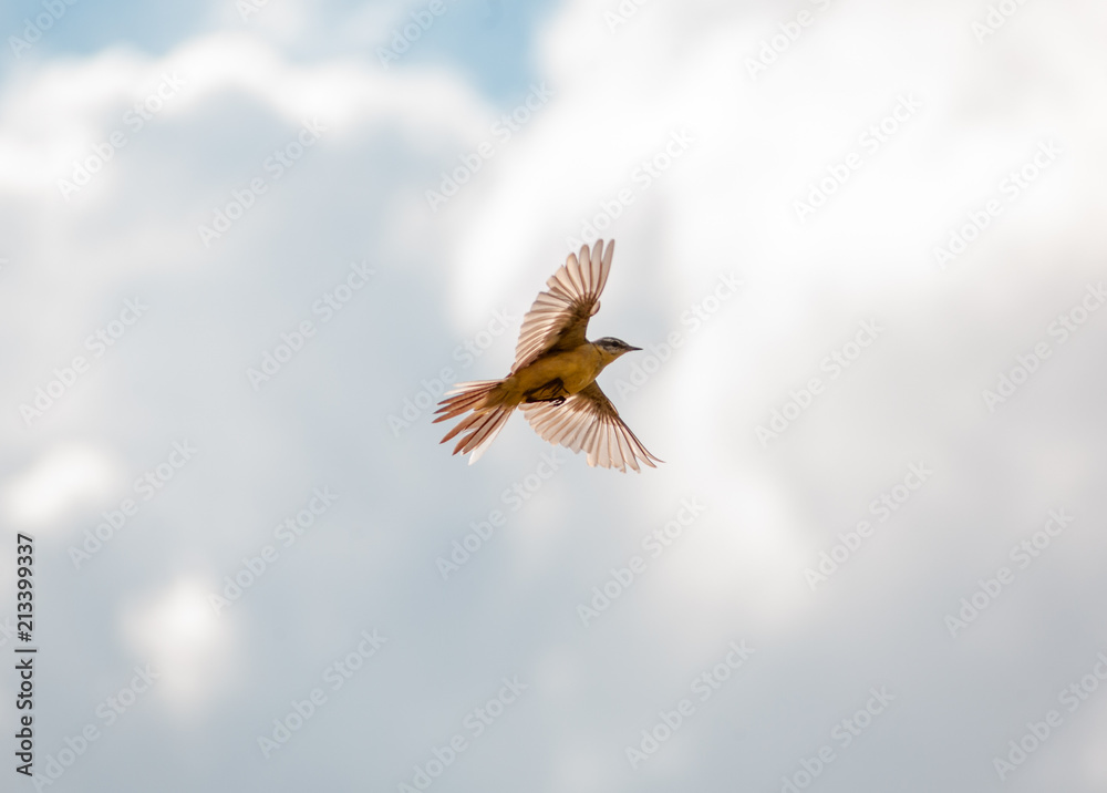 Bird Motacilla feldegg close look in steppe Bird Motacilla feldegg close look in steppe