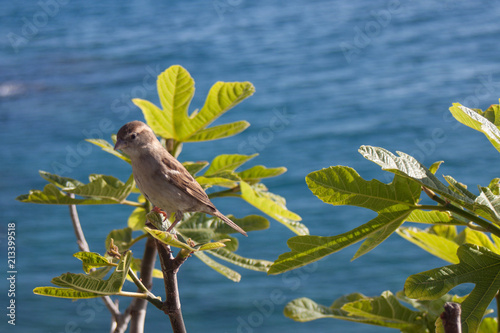 Bird in Nice, France